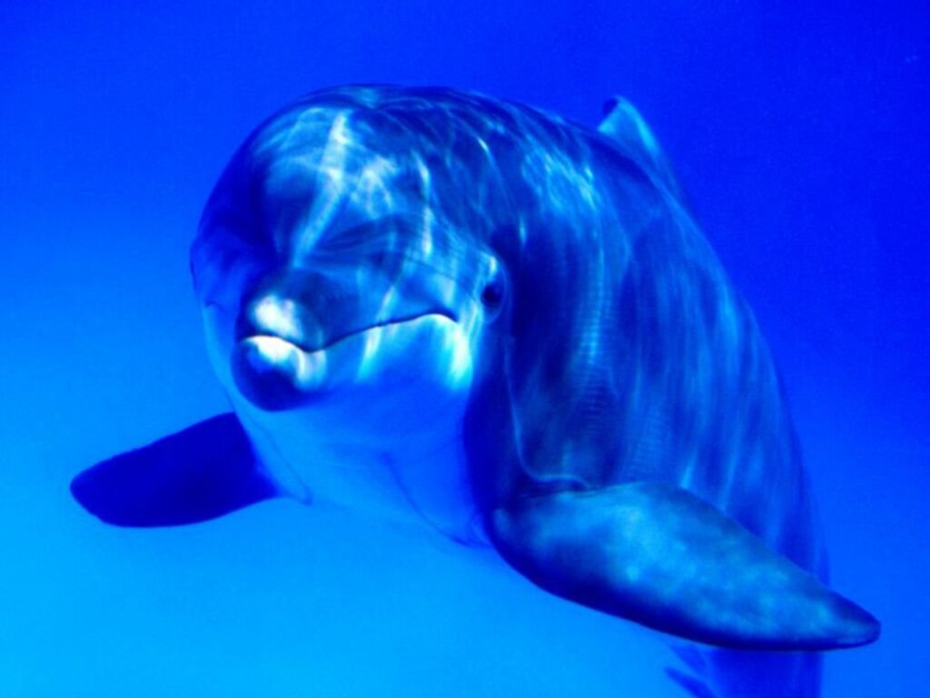 delfin 15