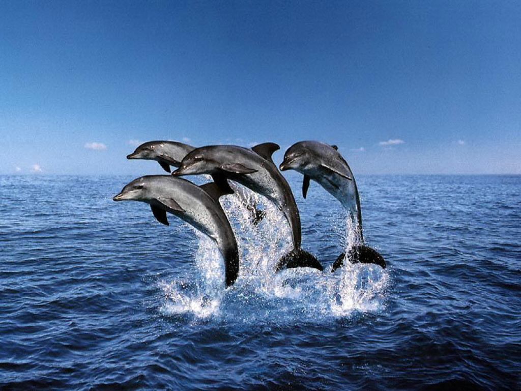 delfin 9